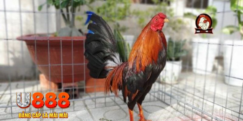 vvvwin6 game máy bay nổ hũ