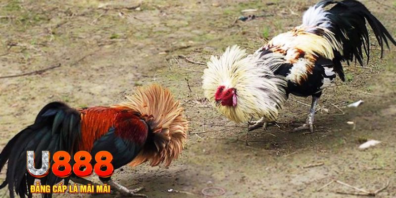 vvvwin6 game nổ hũ là gì